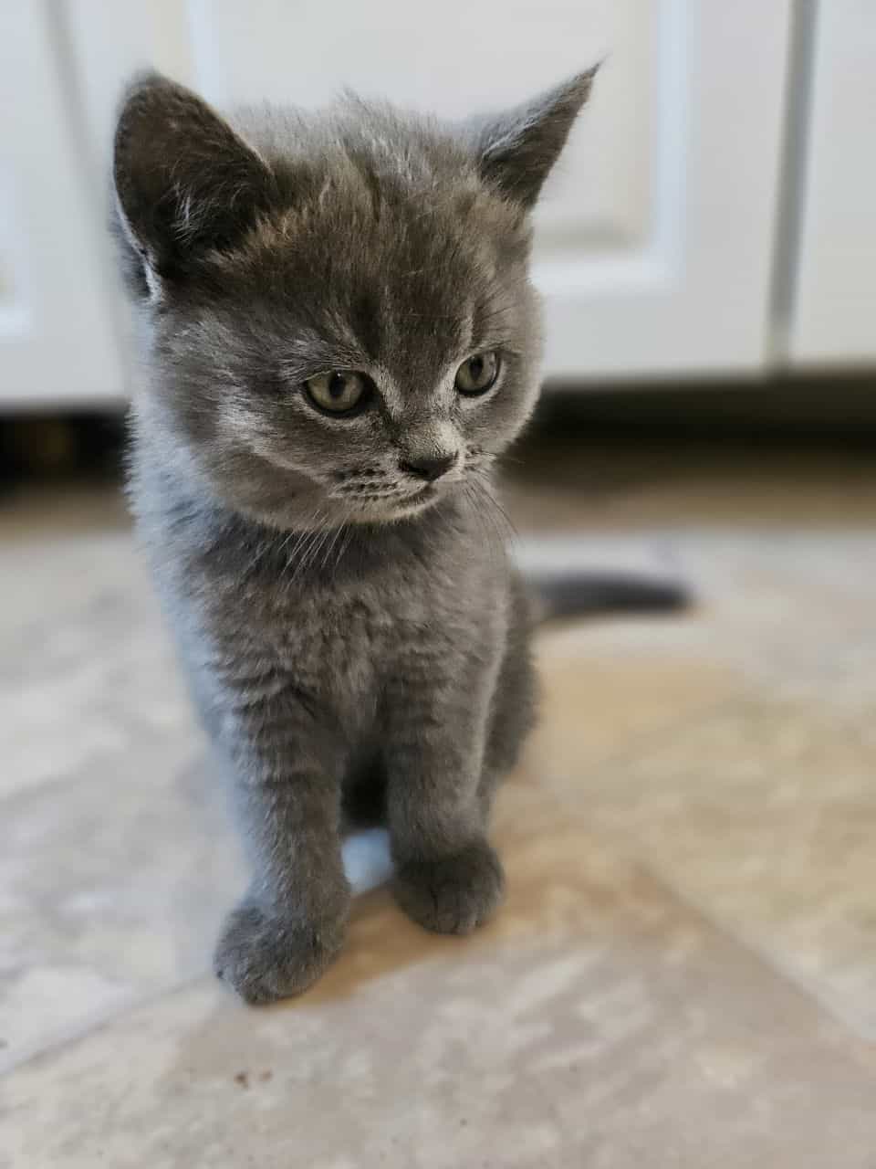 Scottish Fold/Straight cats for sale image 6