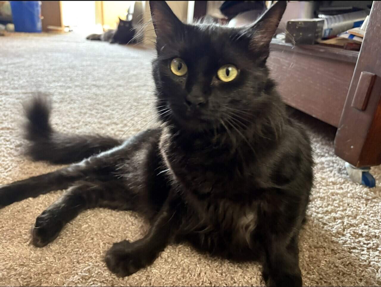 Black Bombay/Maine Coon mix image 1