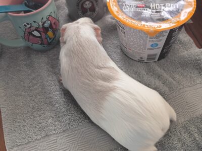 2 Bonded Female Guinea Pigs