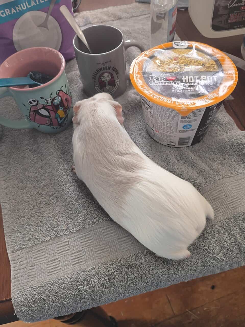 2 Bonded Female Guinea Pigs image 1