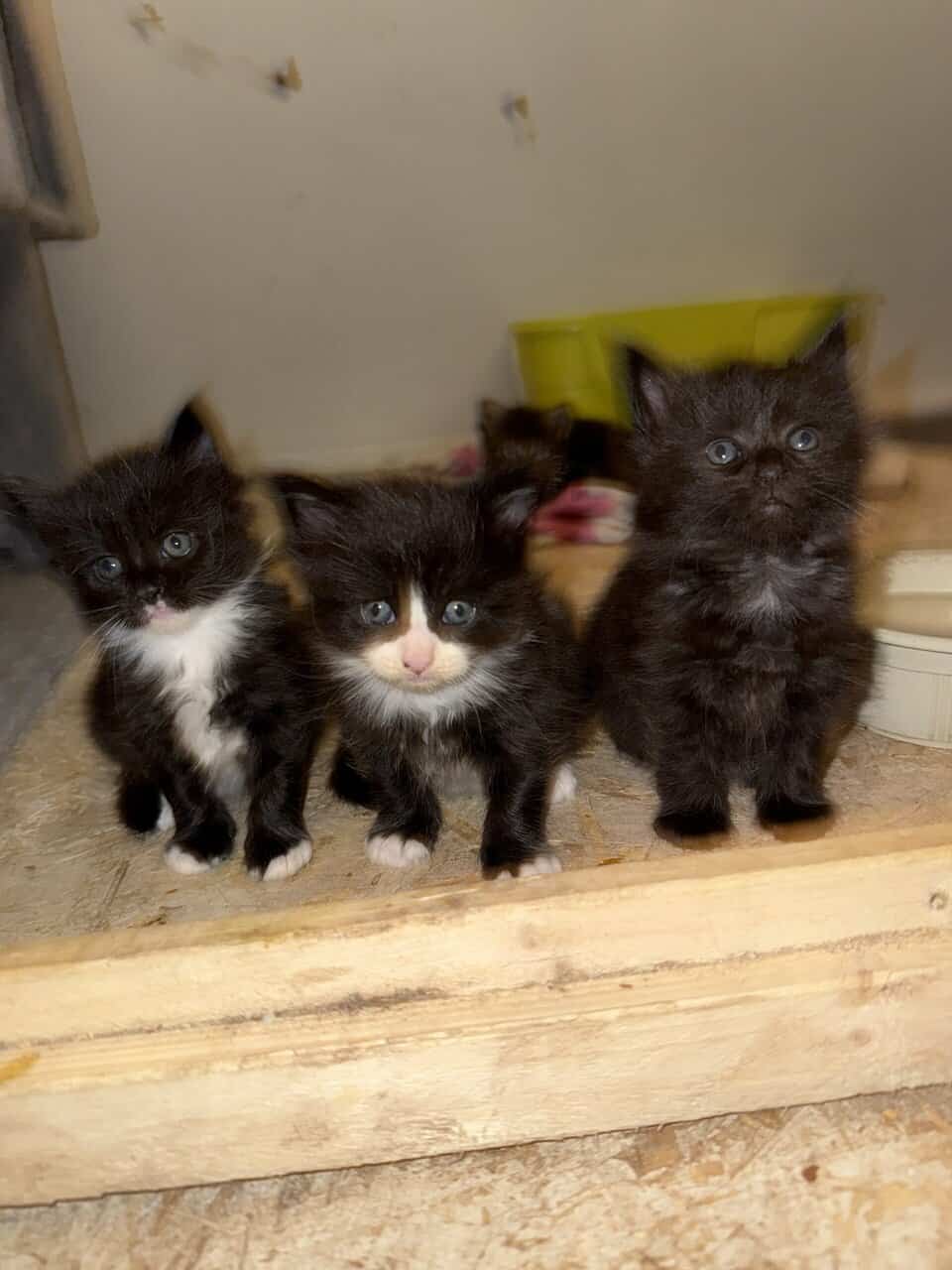 Mainecoon kittens image 5