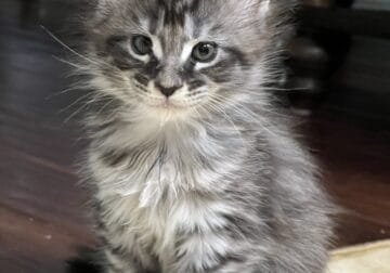 Sweet polydactyl Kiara