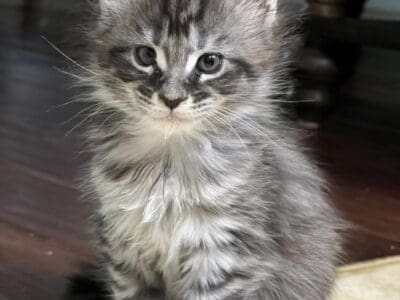 Sweet polydactyl Kiara