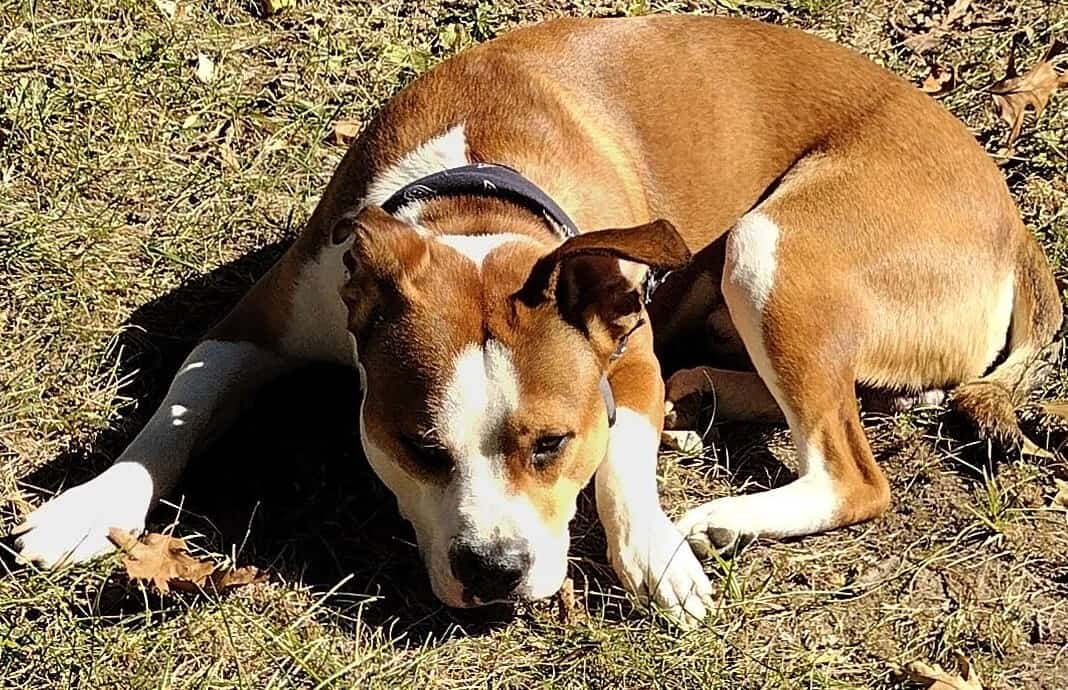 Looking to re-home this precious little guy image 1