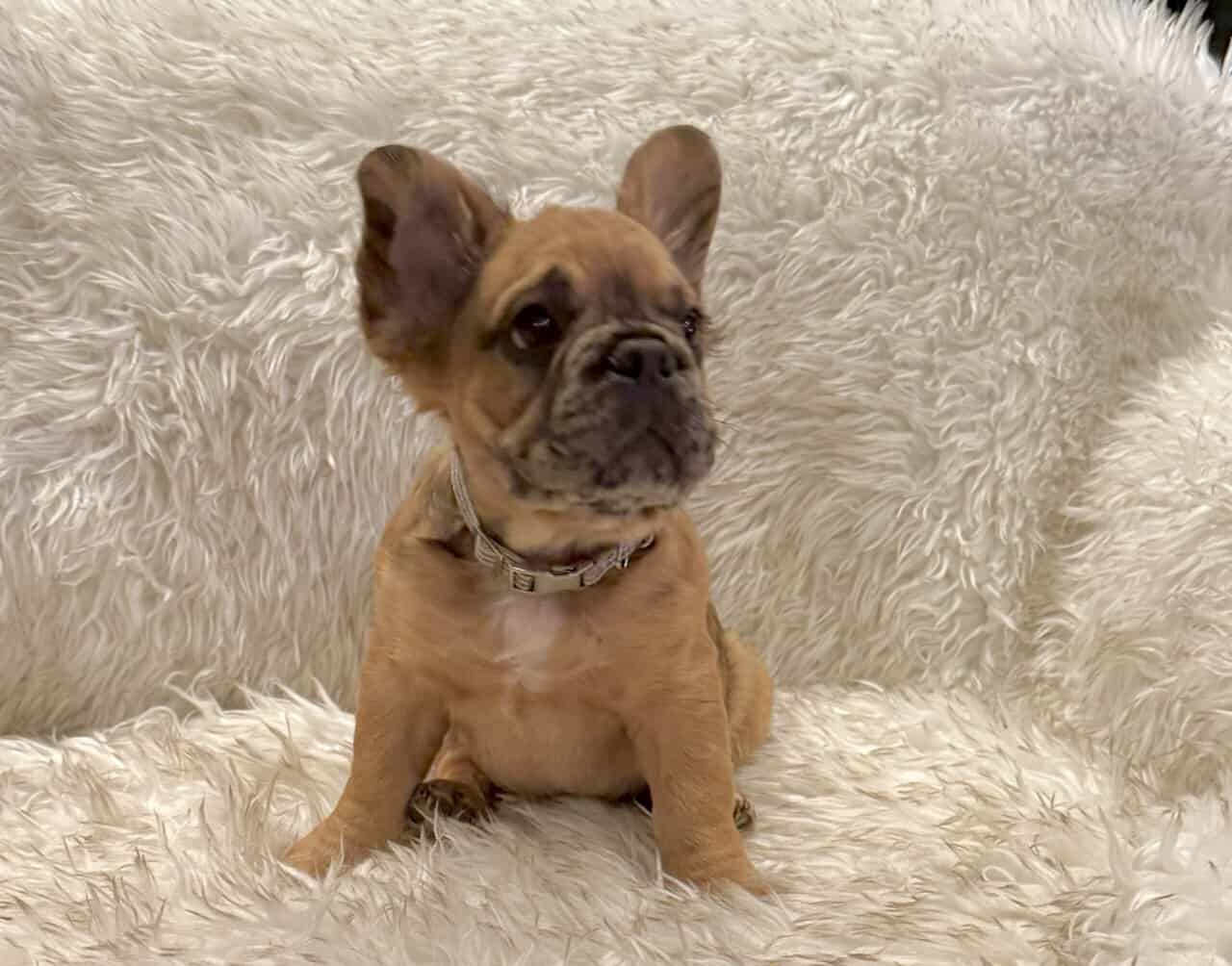 Fluffy Frenchies image 2