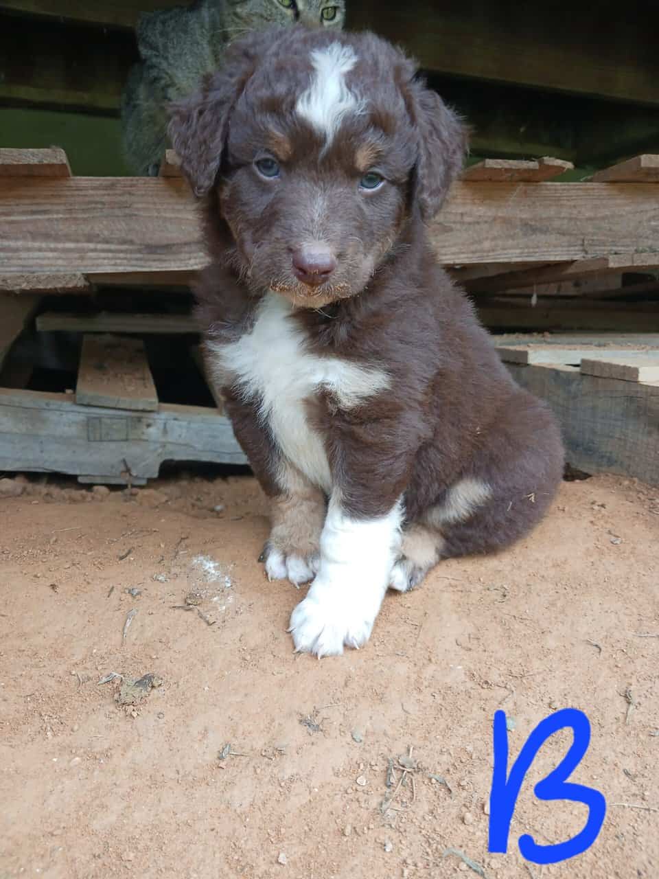 Australian Shepherd Puppies image 6
