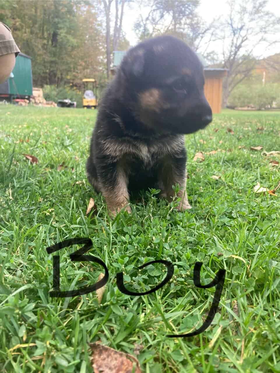 German Shepard puppies image 2