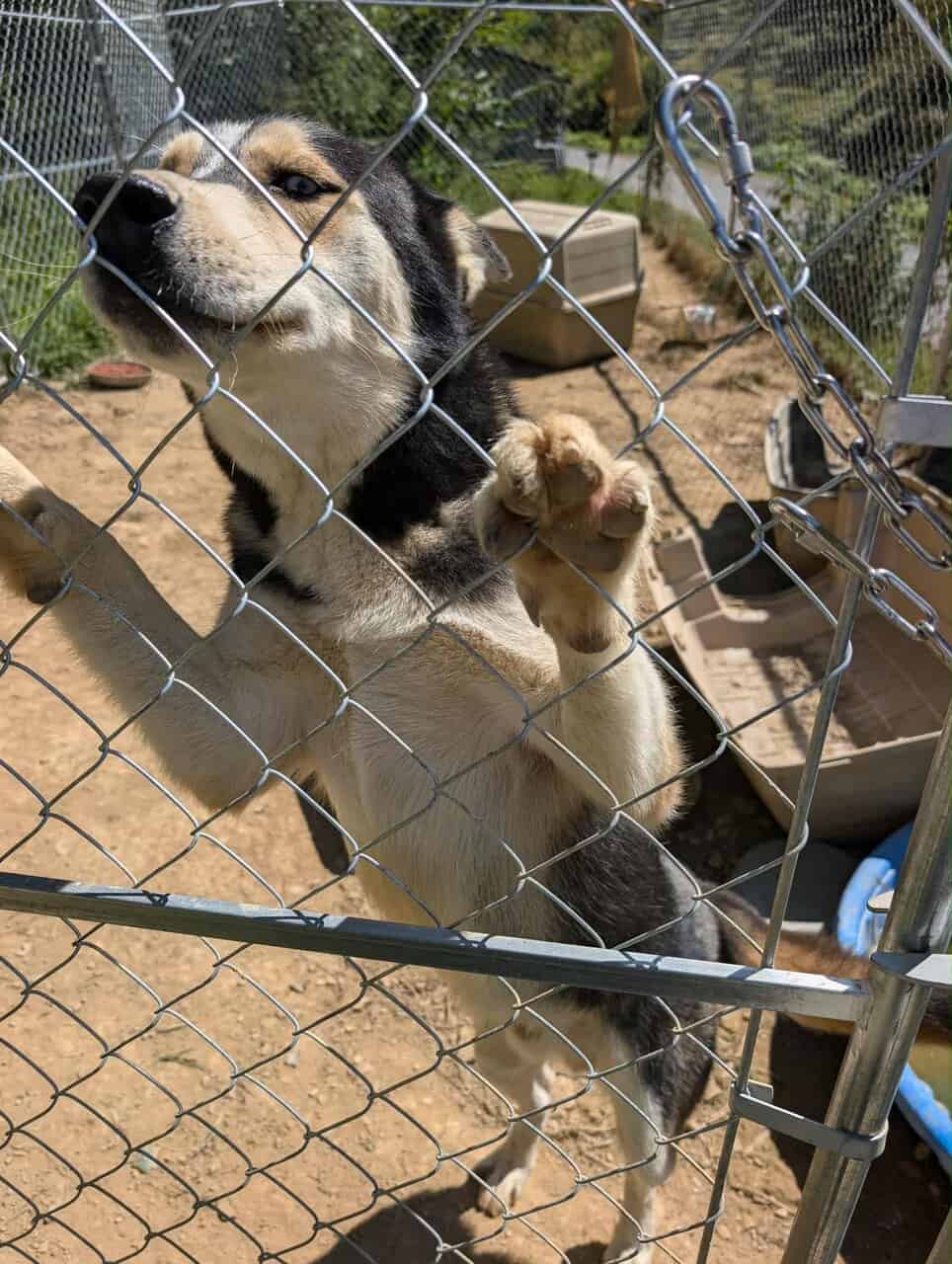 Husky mix needing new home image 3