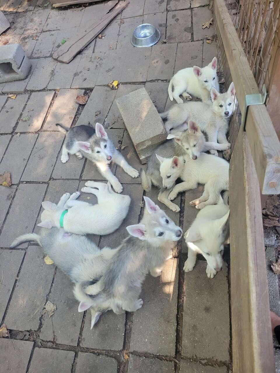 Shepski puppies image 10
