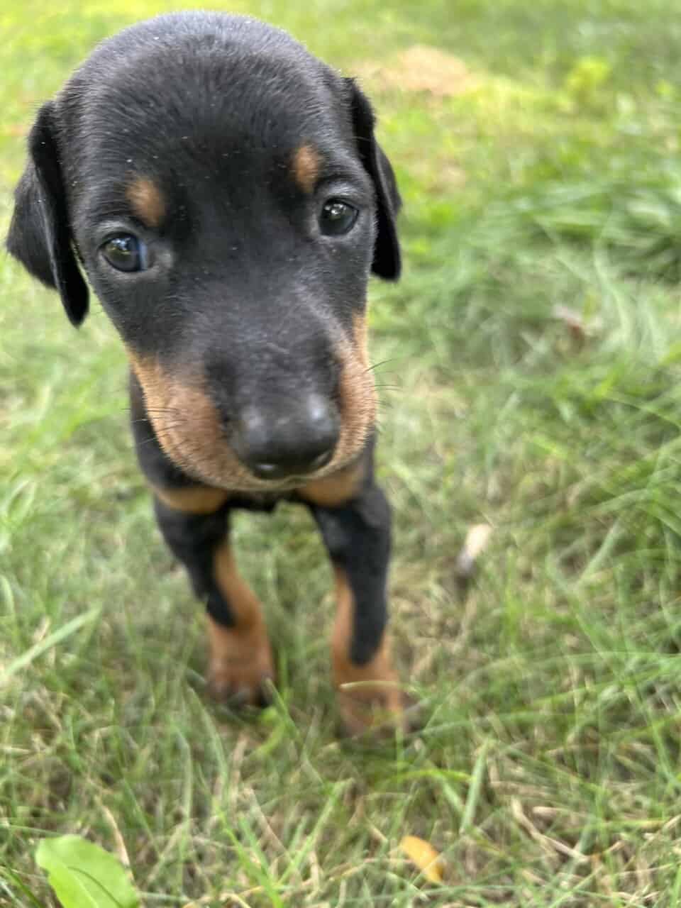 Doberman Pups image 3