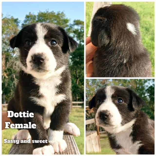 Aussiedor/Sheprador puppies image 6