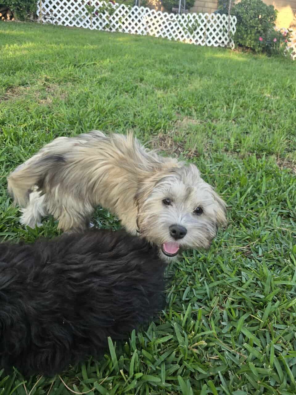 Available Puppies image 3