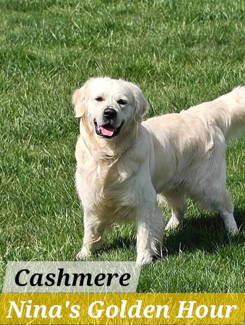 Goldendoodle Puppies Ready in 2 Weeks image 13