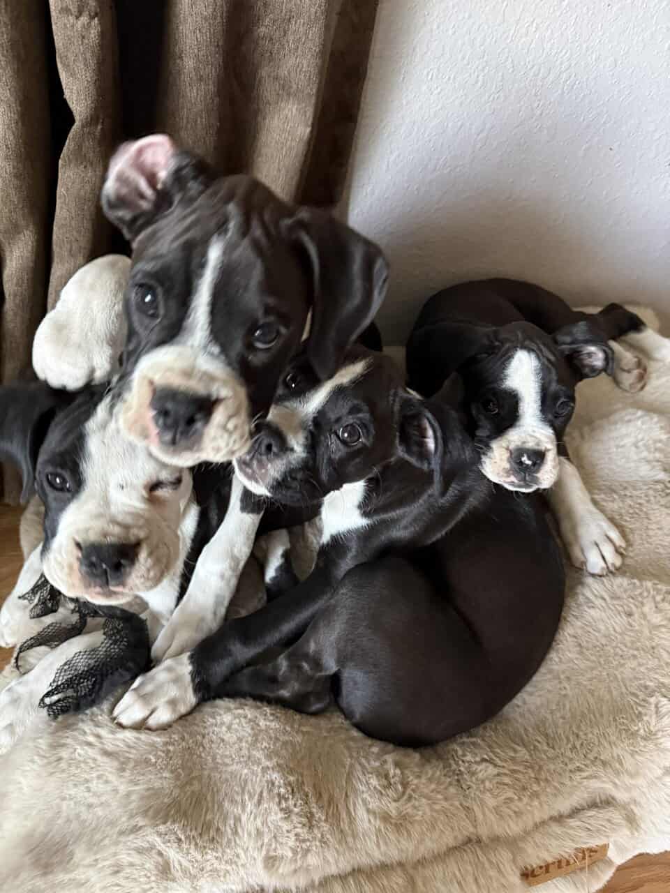 Boxer Puppies image 4