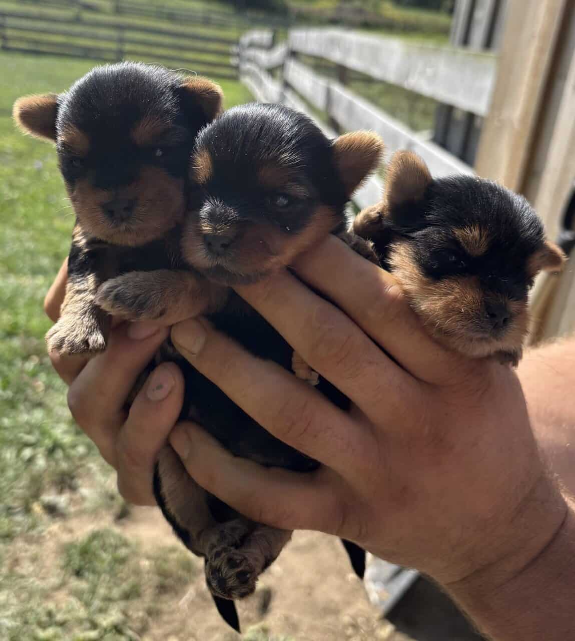 Pure bred Yorkshire Terriers image 7
