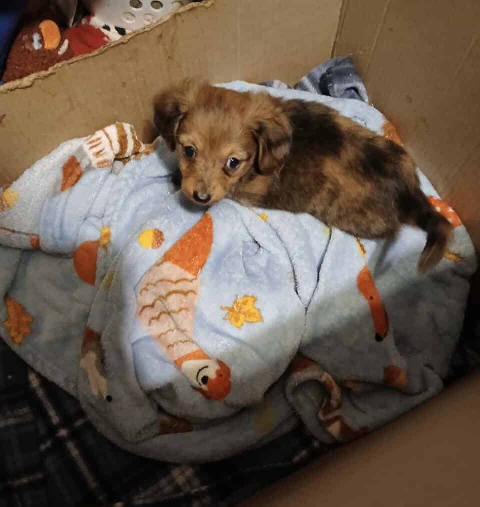 Dachshund puppies image 8