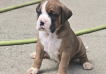 Boxer puppies
