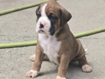 Boxer puppies