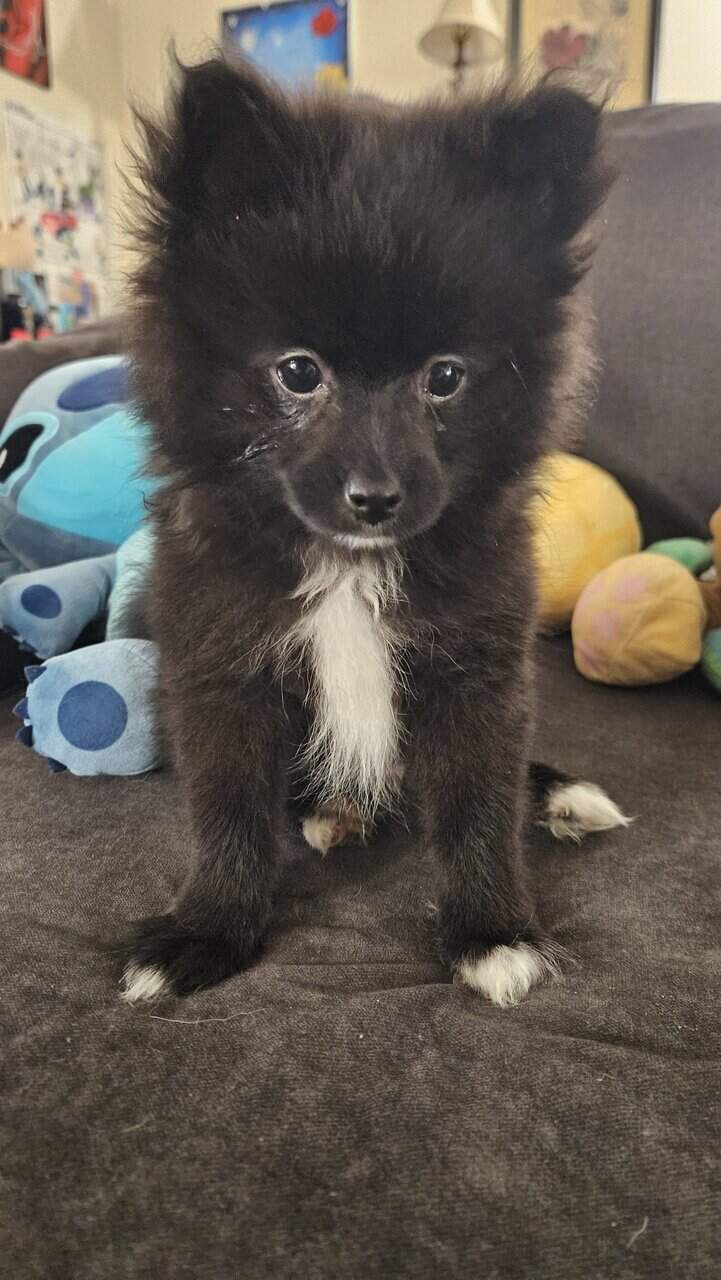 CKC 3 month old Pomeranian Puppies for sale image 7