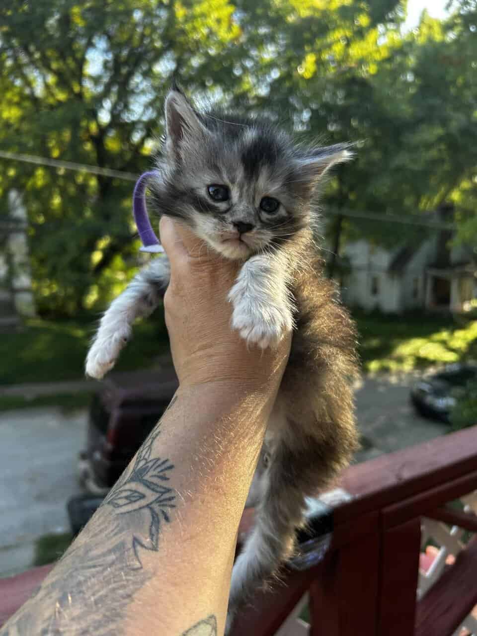 Maine Coon Kittens (Full Moon MCC) image 3