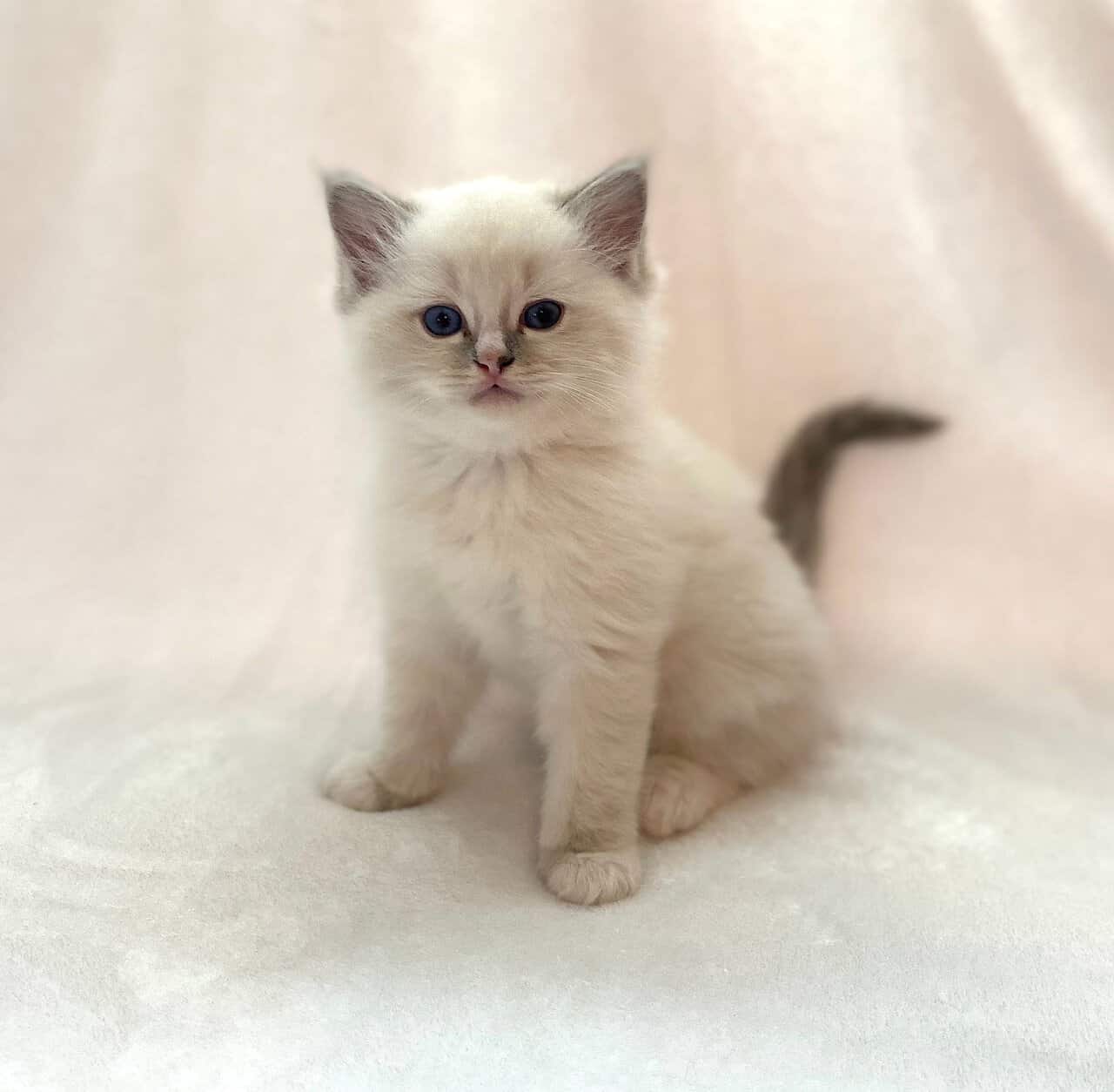 Foxglove- Beautiful Ragdoll Boy image 2