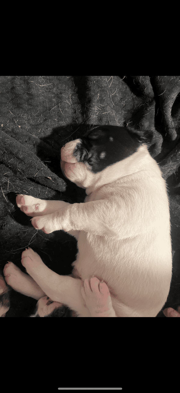 Pitbull / Great Dane puppy image 1