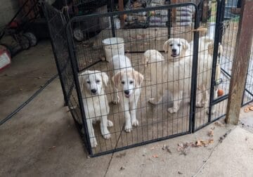 Great Pyrenees pups for sale