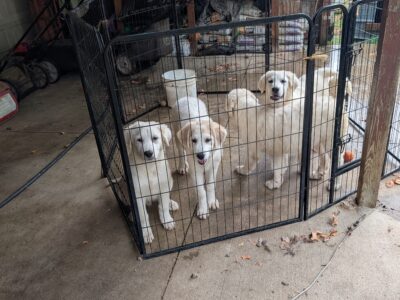 Great Pyrenees pups for sale