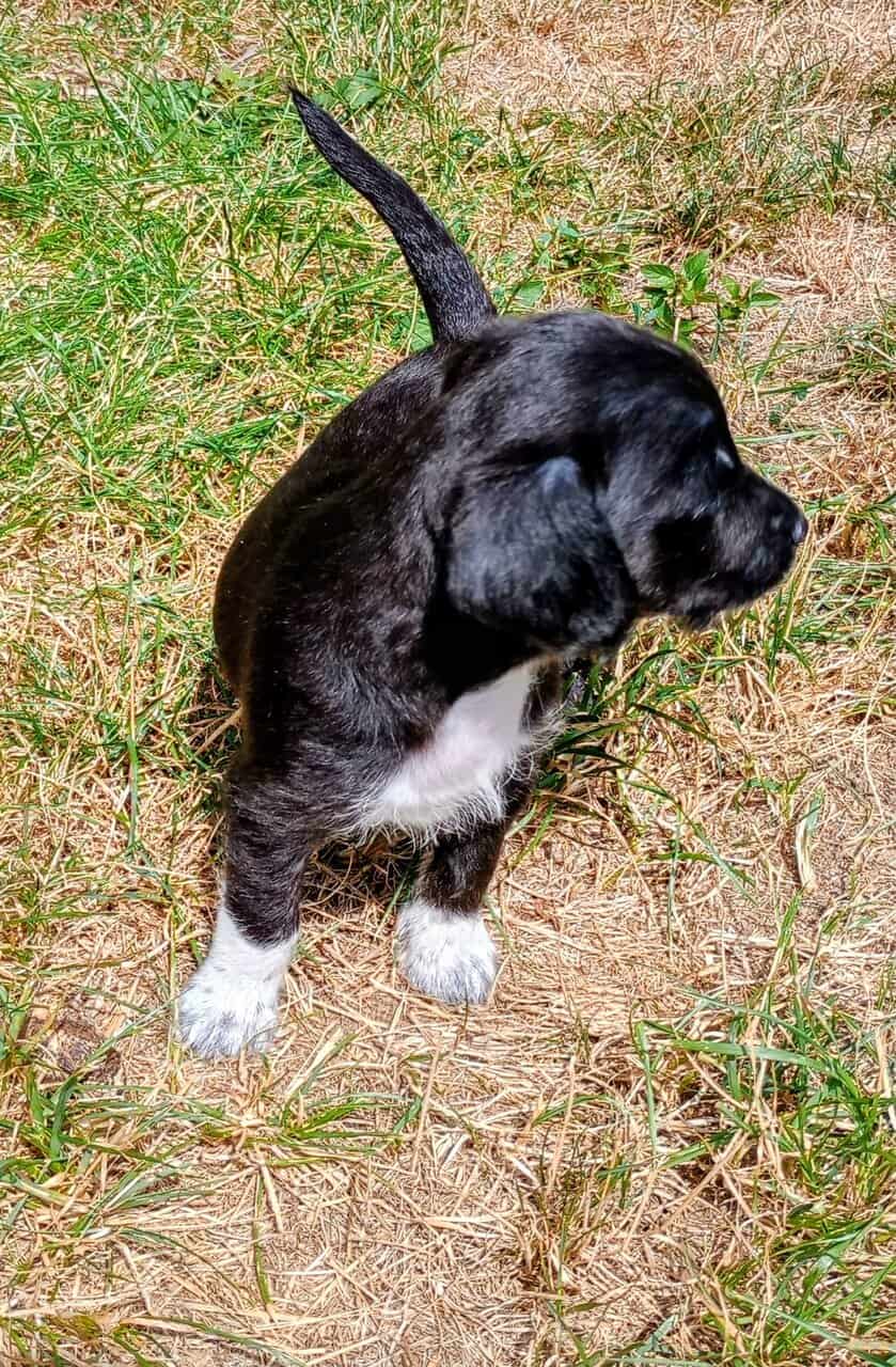 Very lovable 8wk M/F mini poodle mix image 3