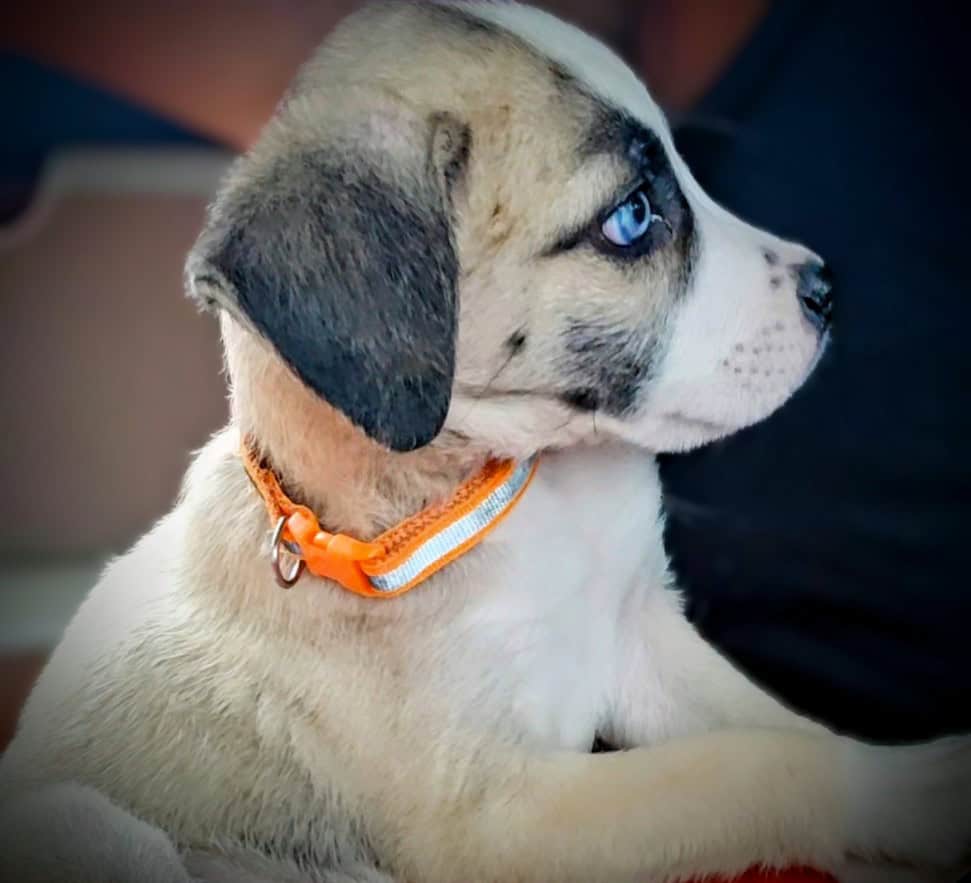 Labrabull puppies image 2