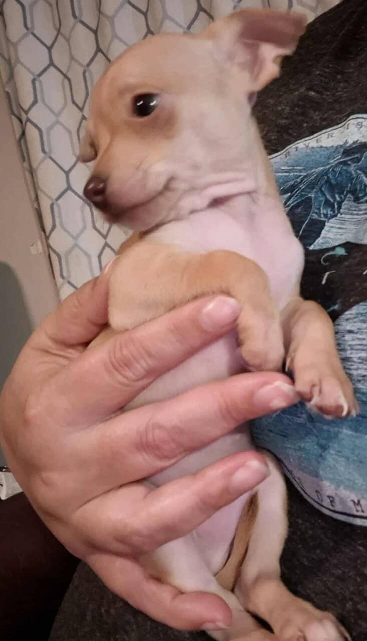 Rehoming Chihuahua Puppies image 7