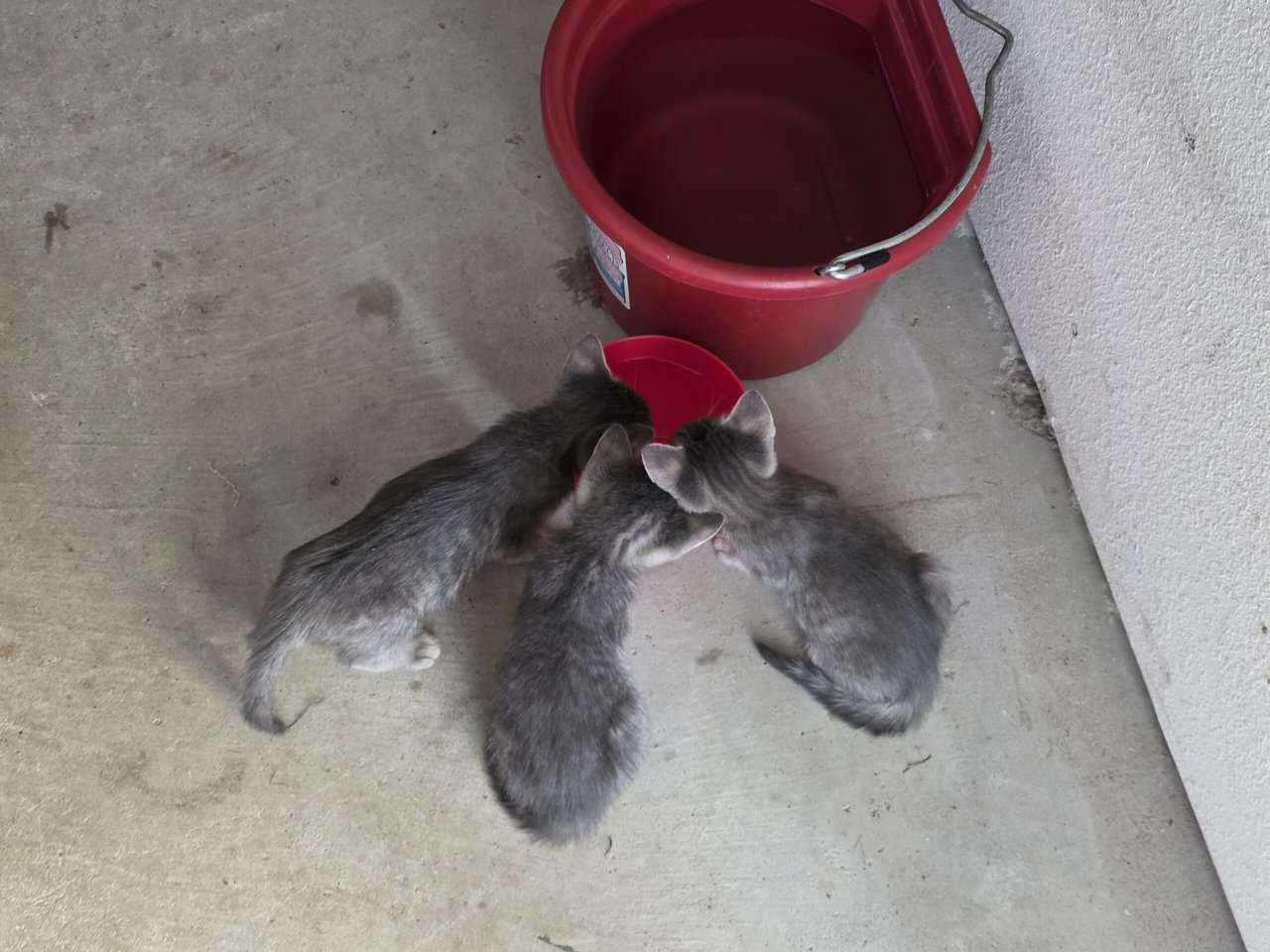 Mixed Bengal Kittens image 3