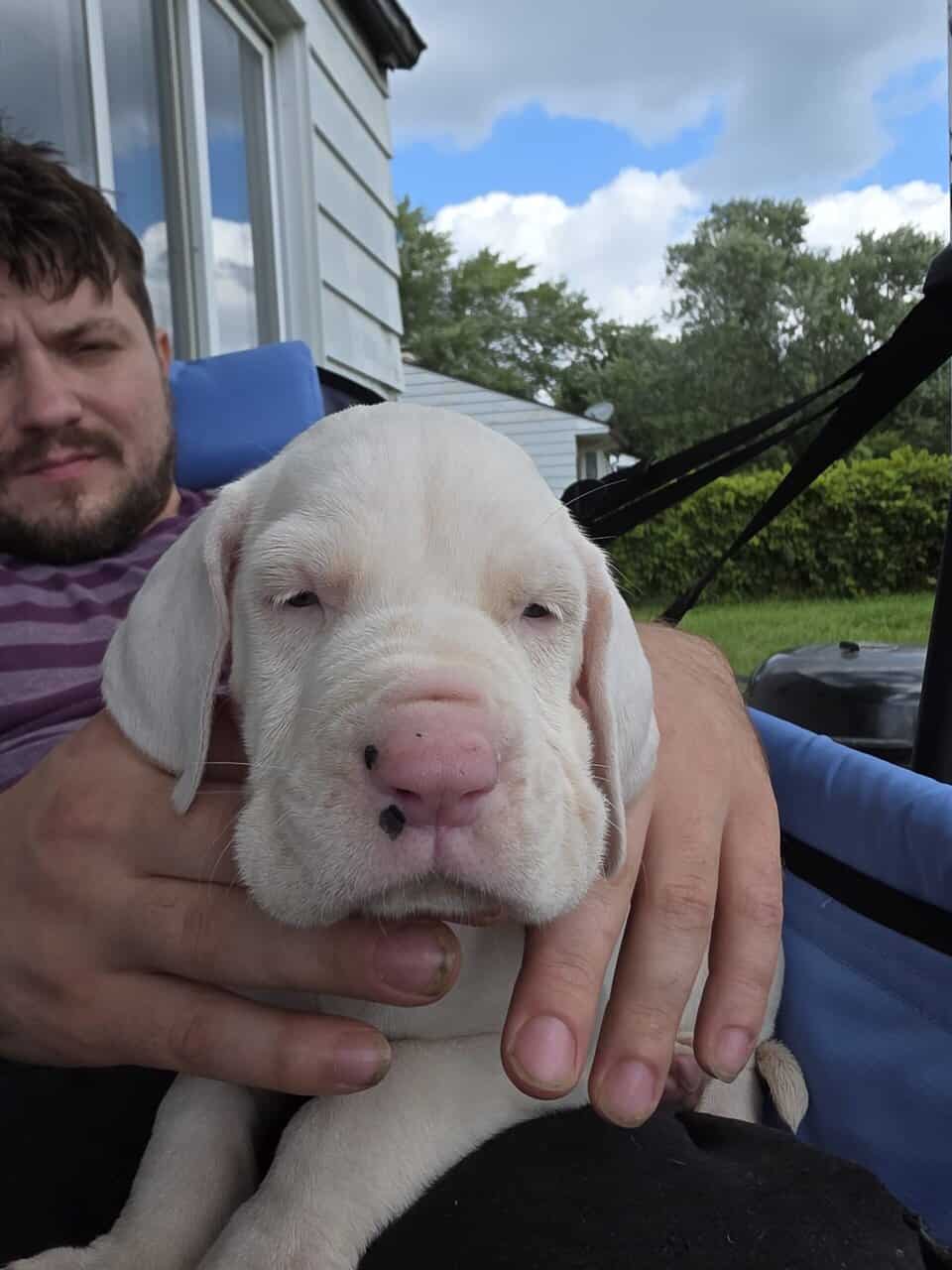 Mastiff/Great Dane image 3
