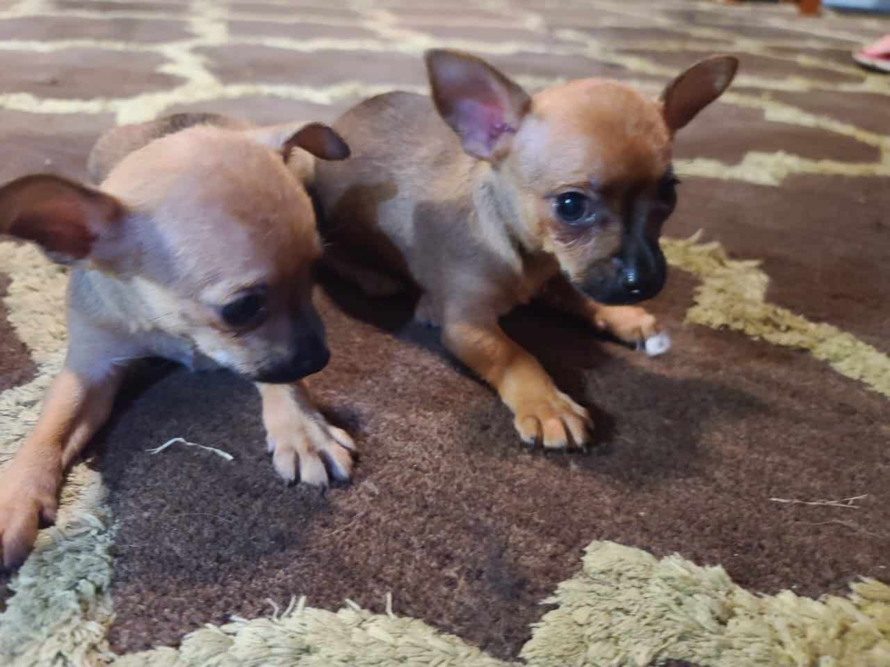 Rehoming Chihuahua Puppies image 17