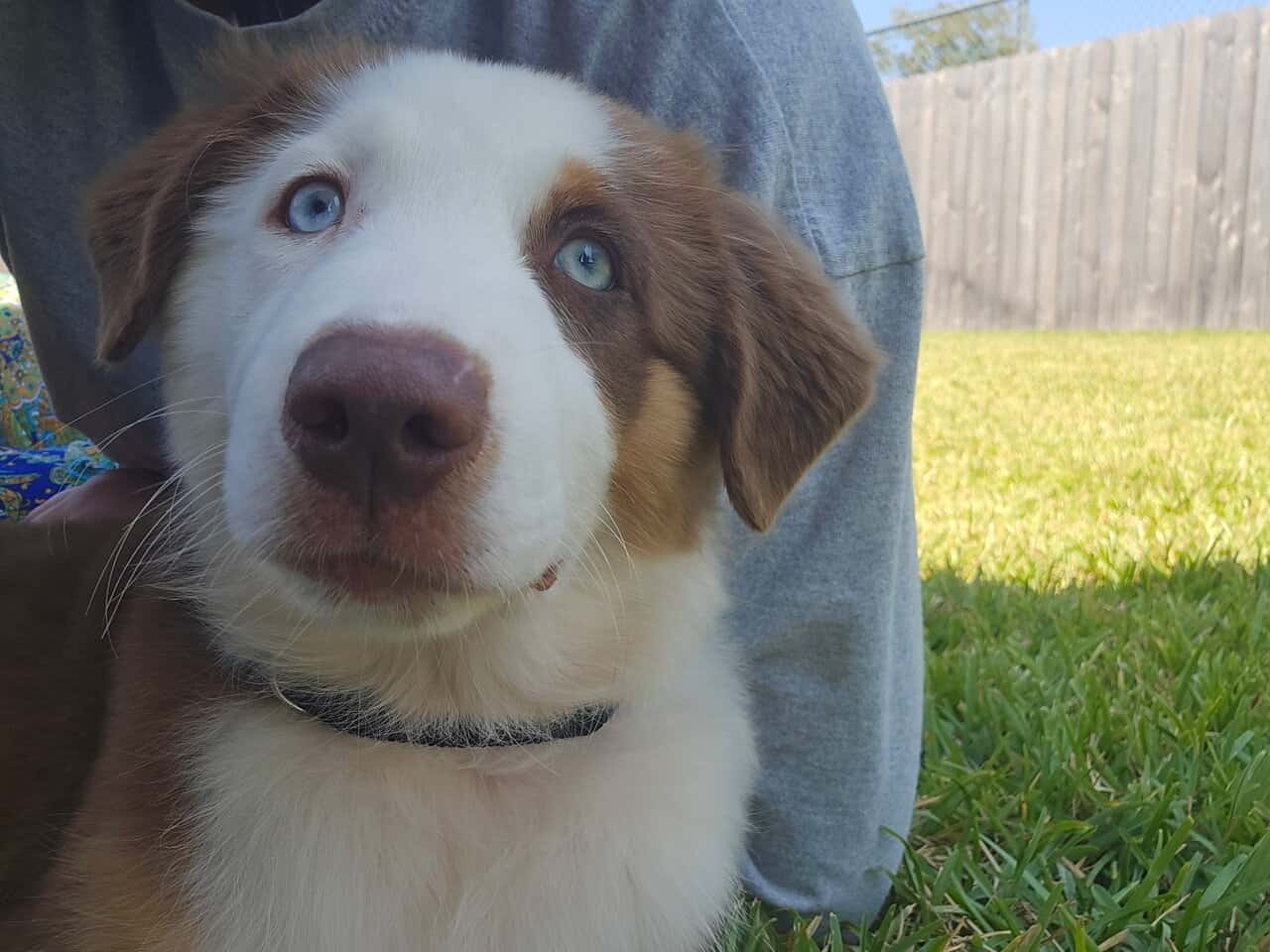 Australian shepherd Puppy image 3