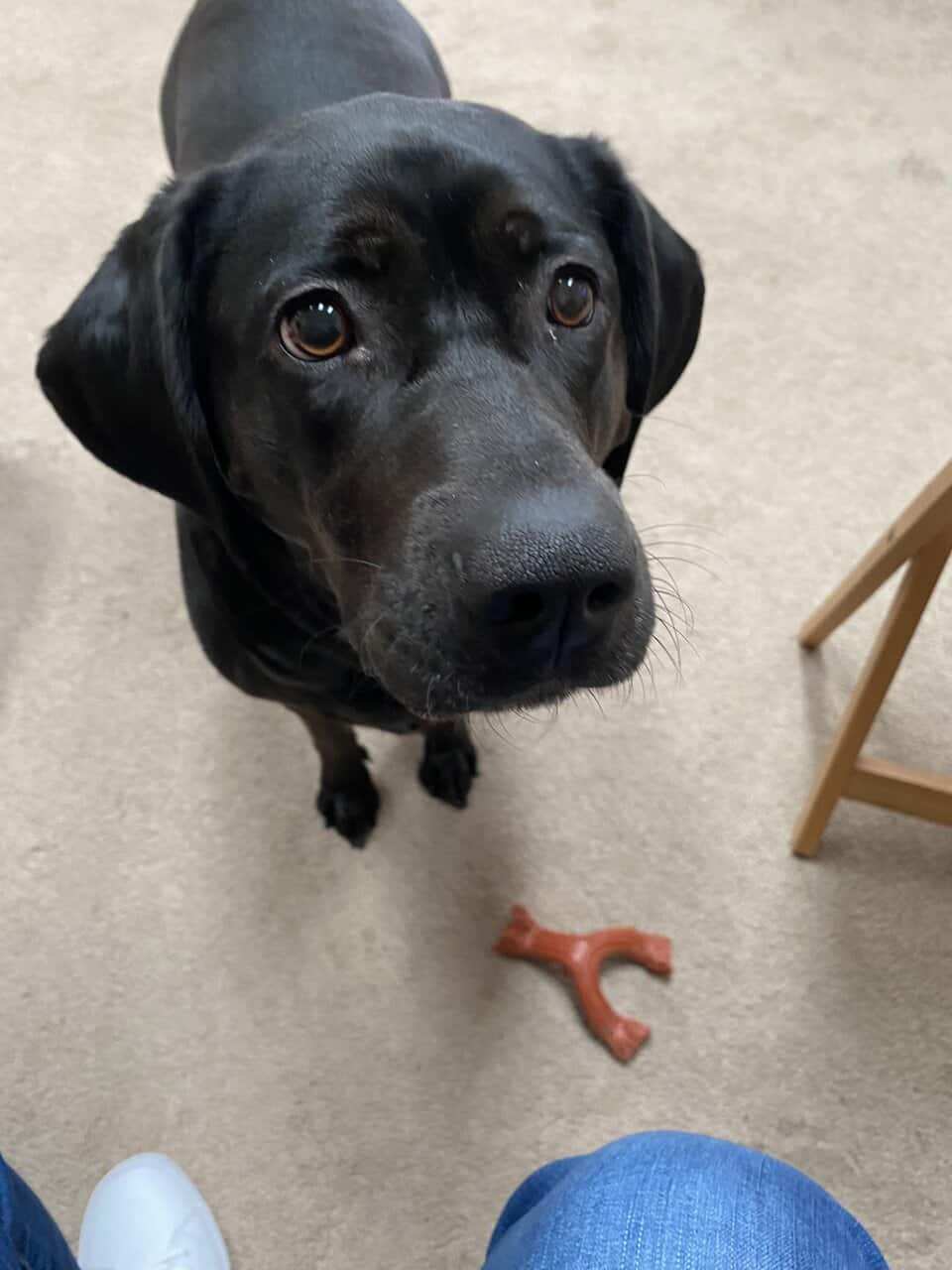 Sweet Black Lab Mix Looking for a Forever Home image 1