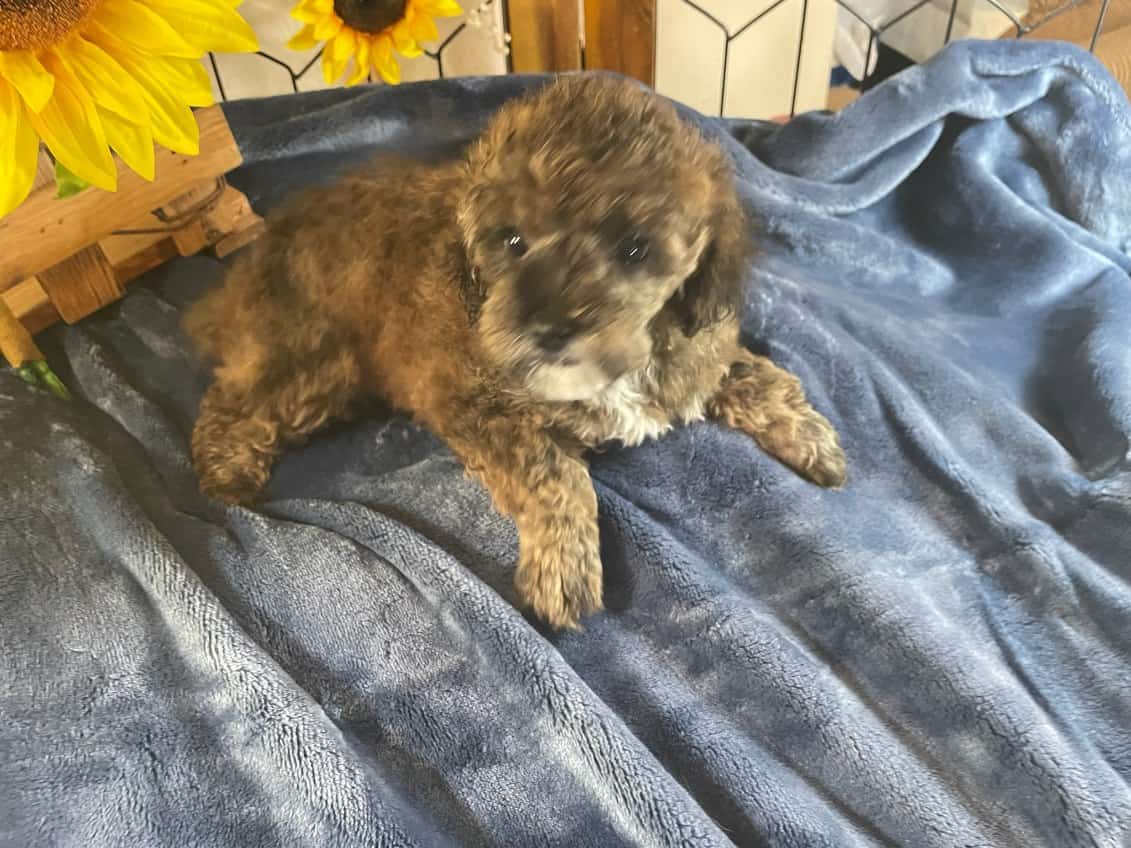 Toy Poodle image 5
