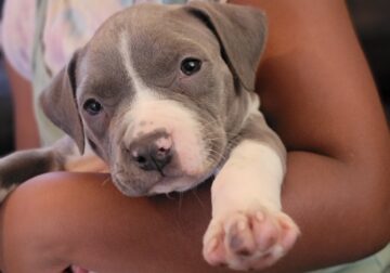 Blue nose pitbull fawns