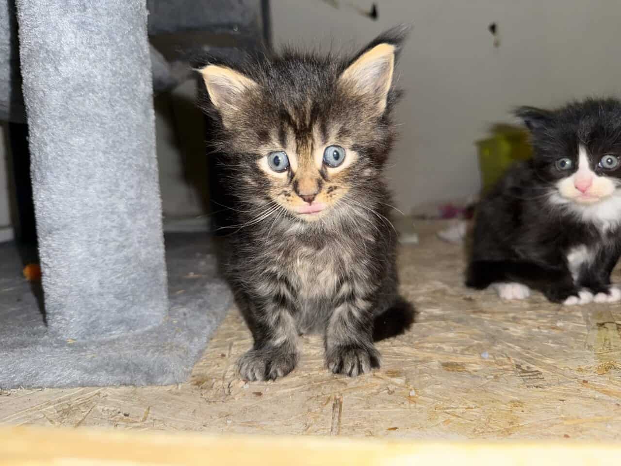 Mainecoon kittens image 1