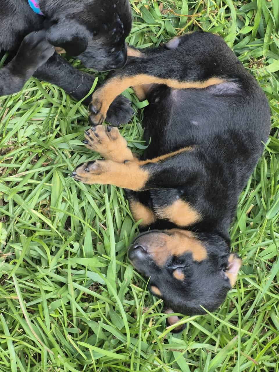 Doberman puppies image 9