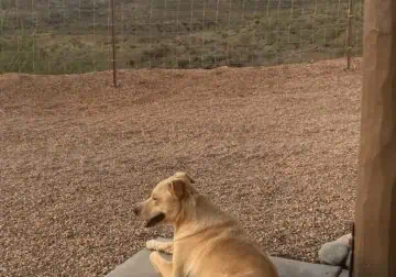 Re-home Carolina dog