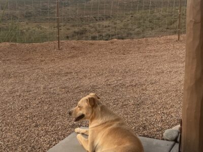 Re-home Carolina dog