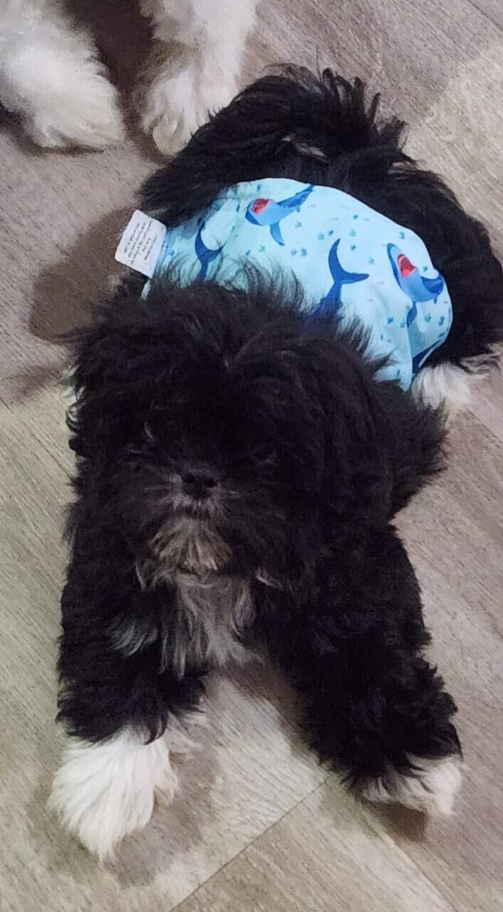AKC Shih Tzus image 5