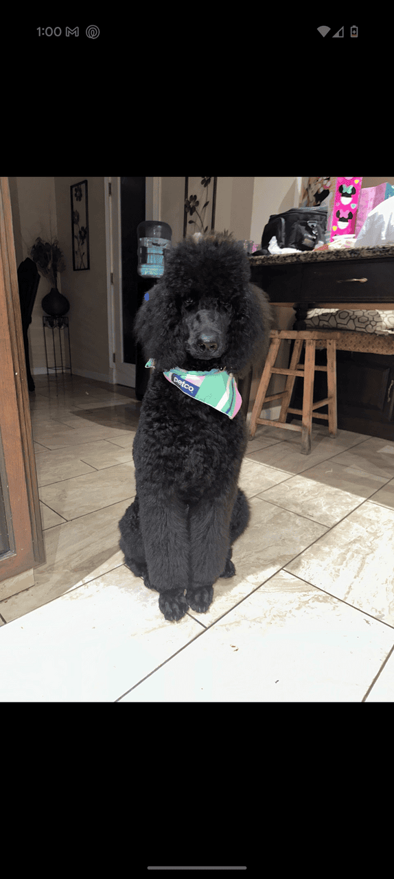 Golden Doodles image 3