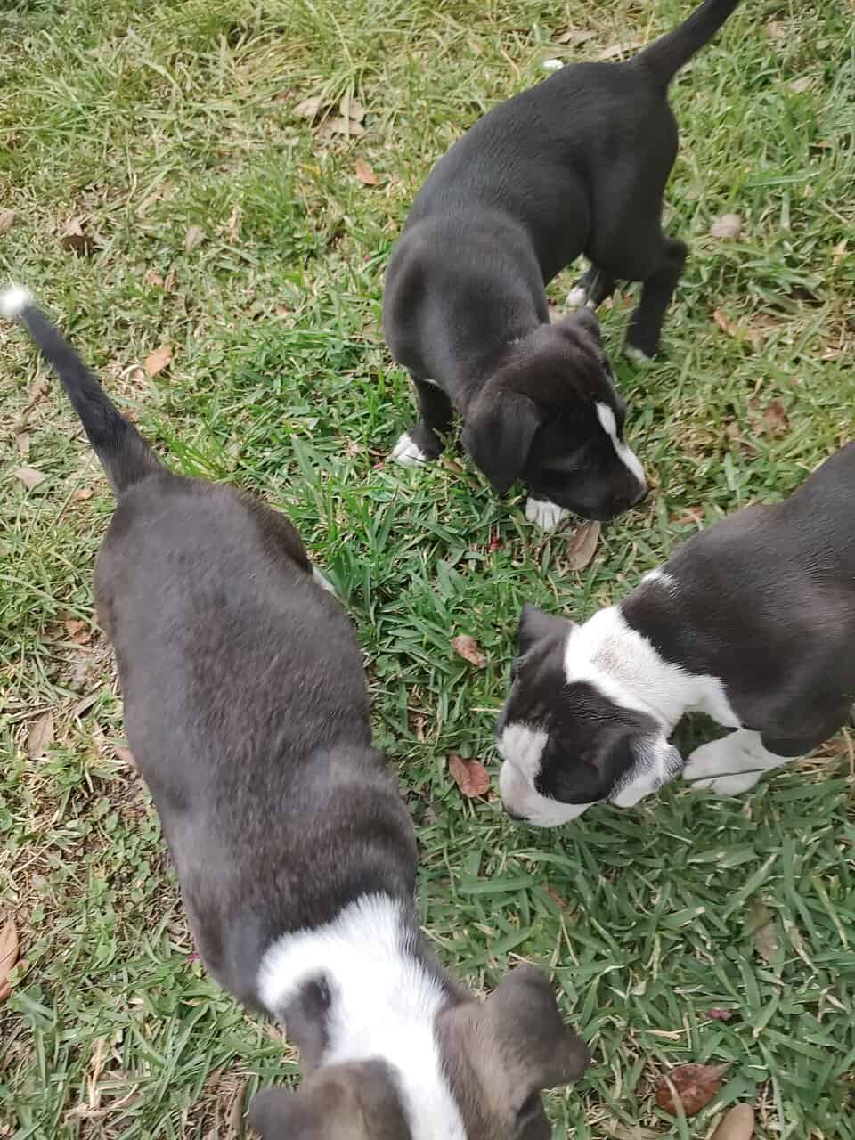 Purdiest PitBullies image 3