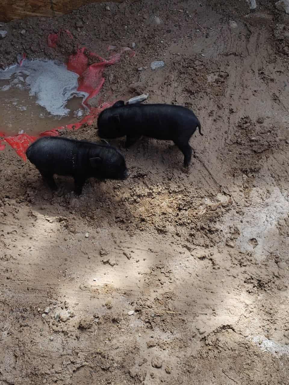 Piglets for sell image 1