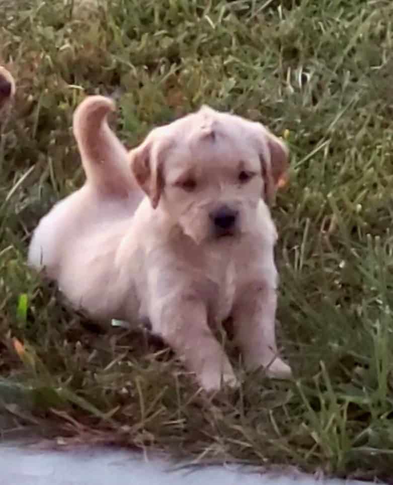 Golden Retriever puppies image 12