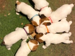 Jack Russell Terrier puppies!