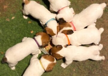 Jack Russell Terrier puppies!