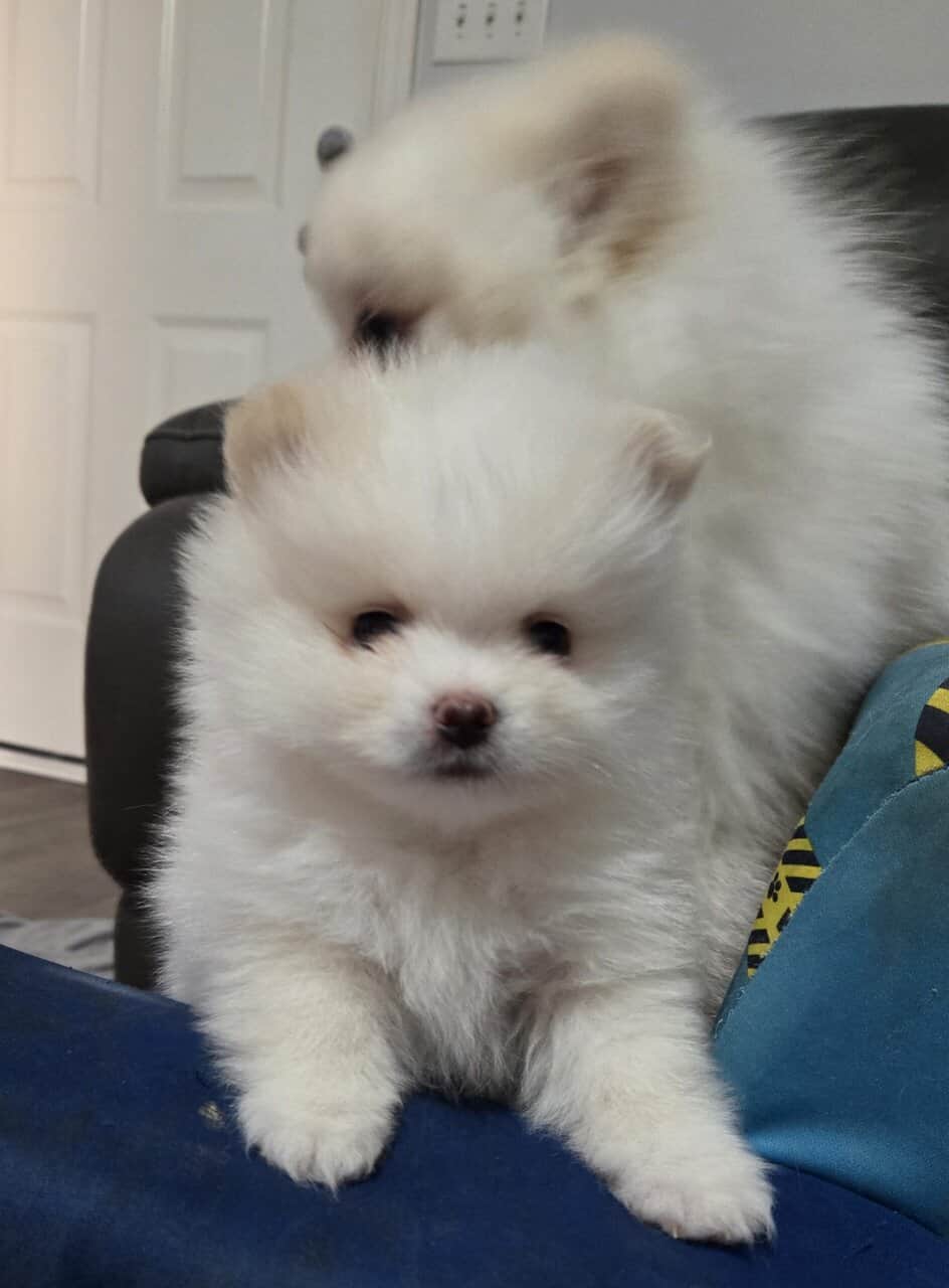 Pomeranian puppies - northern Alabama image 8